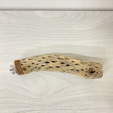 カクタスパーチ⑦ 極小サイズ 直径（約2-3cm）長さ/15.5cm