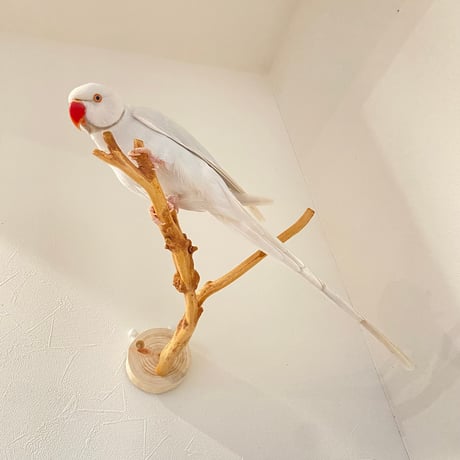 ピノキオの鼻 ⑦