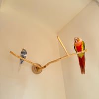 桧のピノキオの鼻 ④