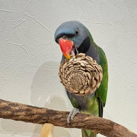 天然素材のおもちゃ 齧れるお花 ローズ（Lサイズ） 3個セット【インコのおもちゃ】