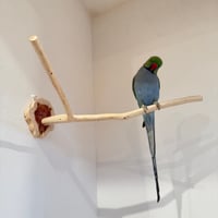 桧のピノキオの鼻 ⑥