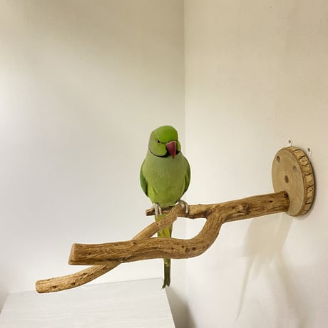 ピノキオの鼻③