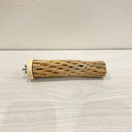 カクタスパーチ【18】小 直径約3-4cm/15cm