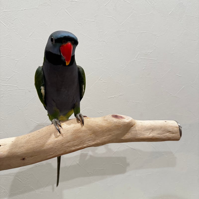 K様専用】貝塚伊吹の両留めパーチ44cm【インコ天然木 自然木 パーチ