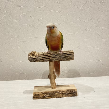 カクタスのスタンドパーチ①　パーチ長さ16.5cm／高さ14cm