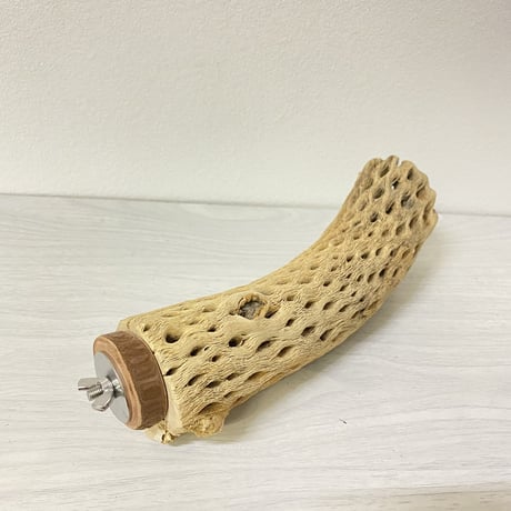 カクタスパーチ① 中サイズ直径5.5cm/22.5cm