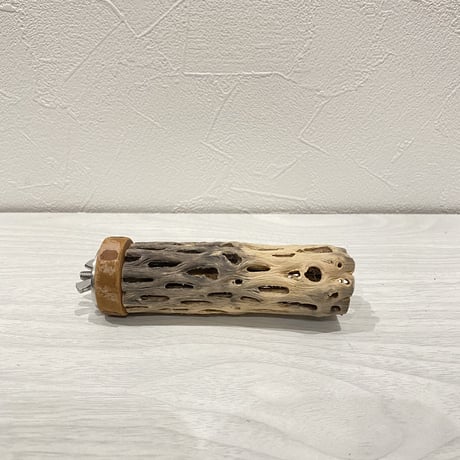 カクタスパーチ①  極小直径2-3cm/10cm
