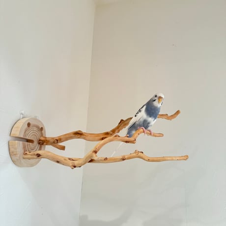 ピノキオの鼻 ②お鼻2本