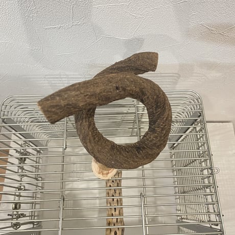 インコのぷっぷーパーチ