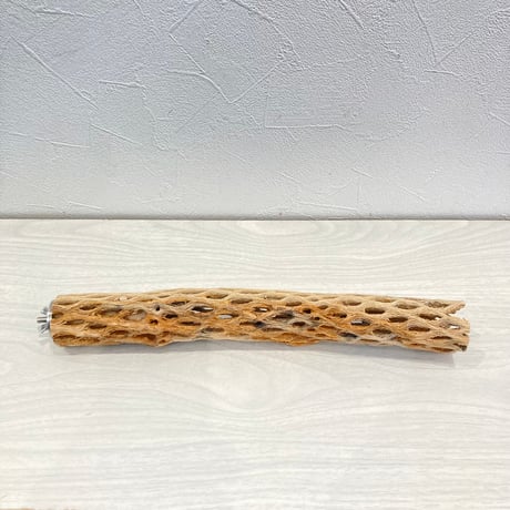 カクタスパーチ小② 直径約3~4cm 長さ30cm