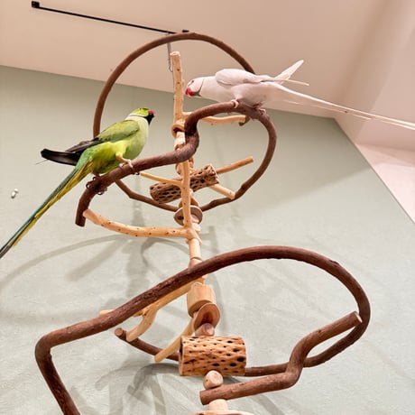 【S様専用】コトリのなる木SPカスタム 貝塚伊吹のピノキオの鼻【自然木 インコ バードアスレチック】