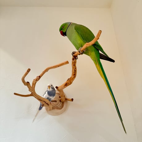 ピノキオの鼻 ②お鼻2本