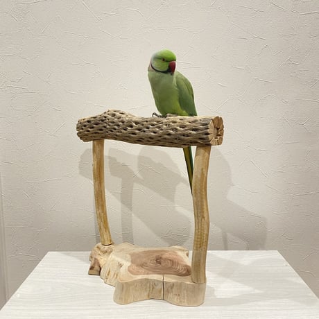 カクタスのスタンドパーチ① 大型さん用