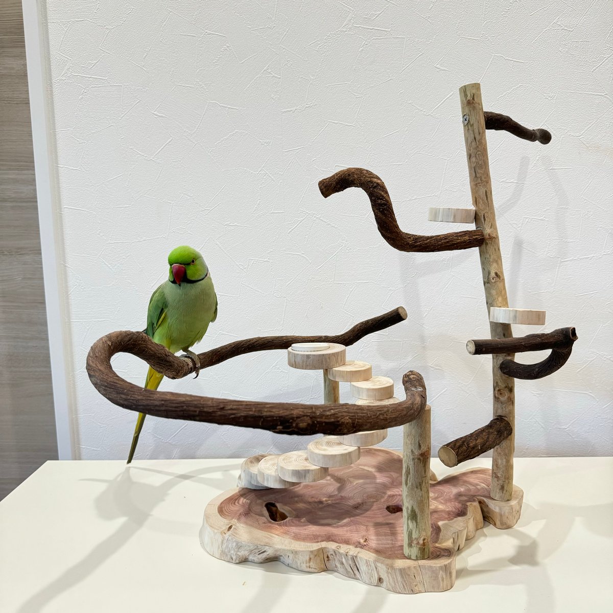 螺旋階段とツタのバードアスレチック【インコのおもちゃ・自然木の
