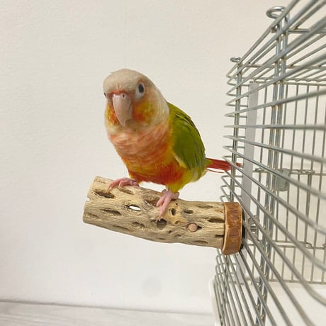 カクタスパーチ極小サイズ3本セット 直径（約2-3cm）長さ：10.5cm／8.5cm／9.5cm　⑬