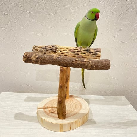 ツタとカクタスのスタンドパーチ