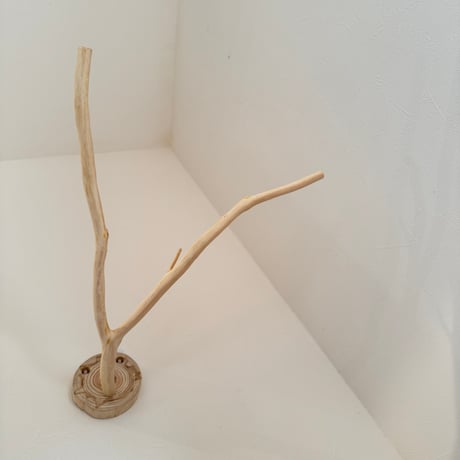 桧のピノキオの鼻 ⑦