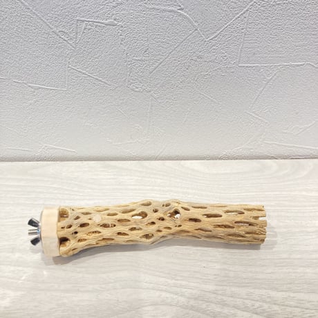 カクタスパーチ極小⑩ 直径約2~3cm 長さ15cm