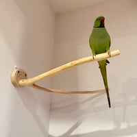 桧のピノキオの鼻 ②【インコ・小鳥のおもちゃ　自然木の止まり木】