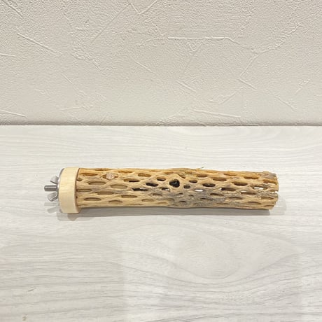 カクタスパーチ③  極小 直径3cm前後 長さ15cm