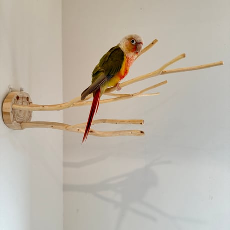 桧のピノキオの鼻 ⑥ お鼻3本