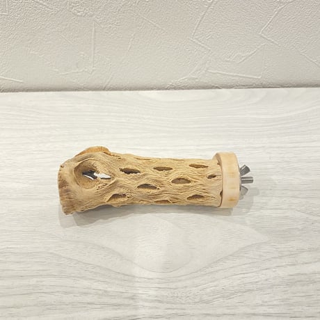 カクタスパーチ⑨ 極小直径2-3cm/10cm