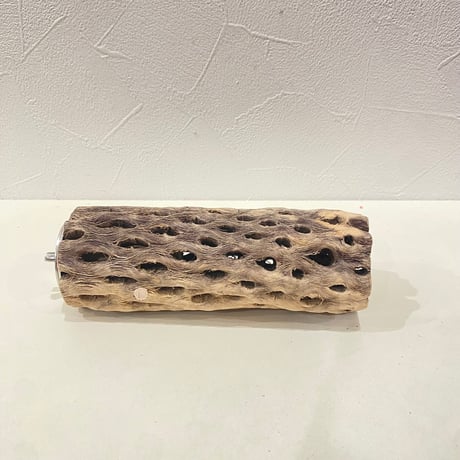 カクタスパーチ① 直径約5cm/長さ15cm