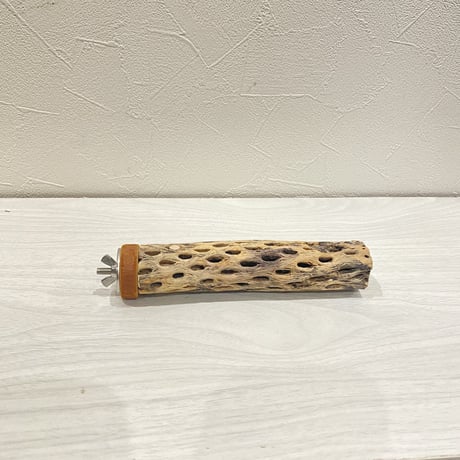 カクタスパーチ⑫ 極小直径2-3cm/15cm