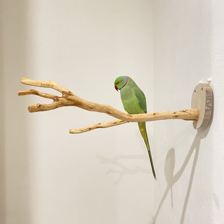 ピノキオの鼻⑥  貝塚伊吹
