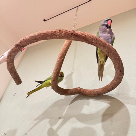 超でかいとぐろちゃんブランコ　【インコのおもちゃ 自然木】
