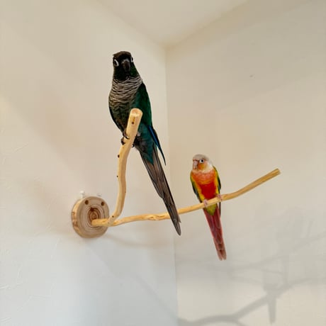 桧のピノキオの鼻①