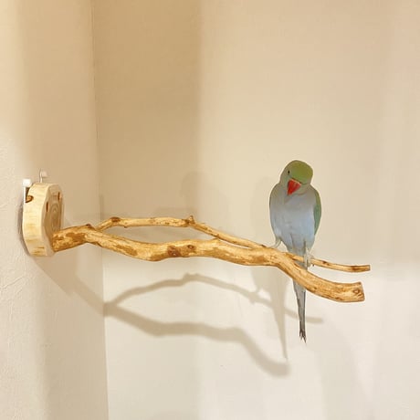 ピノキオの鼻 ⑧
