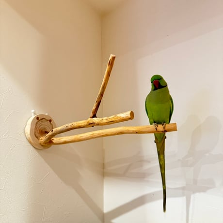 桧のピノキオの鼻 ①
