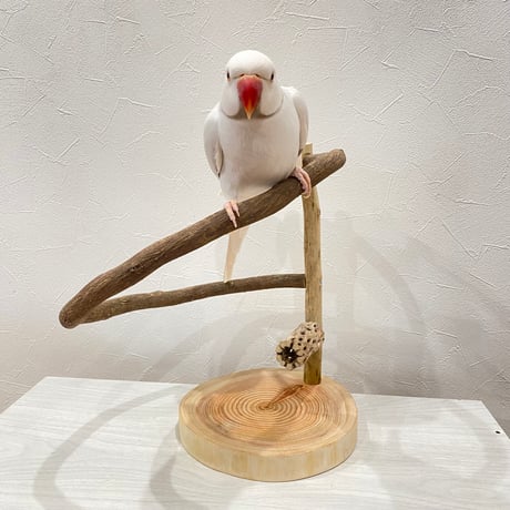 ツタのぐるりんスタンドパーチ　カクタスとオヤツ入れ付き
