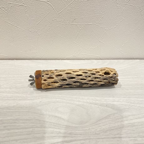カクタスパーチ⑰ 極小直径2-3cm/15cm