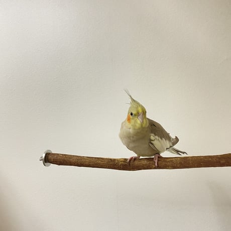 自然木（ツタ）のケージサイズパーチ HOEI465サイズ 直径1.5〜2cm⑤