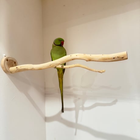 貝塚伊吹のピノキオの鼻③【インコの止まり木 自然木 天然木】