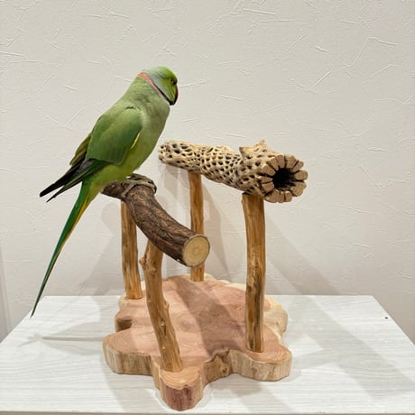 ツタとカクタスのスタンドパーチ【C】
