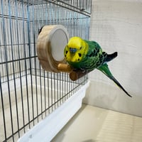 セキセイさんサイズ 鏡付きパーチ【インコのおもちゃ 天然木の止まり木】