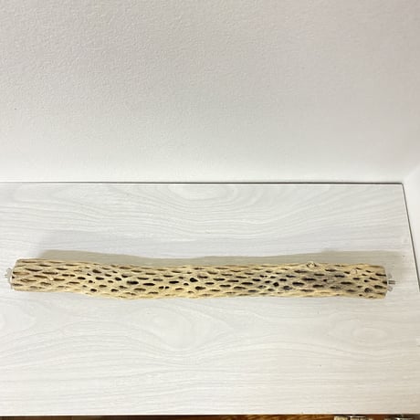 ケージサイズカクタスパーチ⑤ 小サイズ直径3-4cm HOEI465サイズ