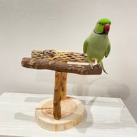 ツタとカクタスのスタンドパーチ