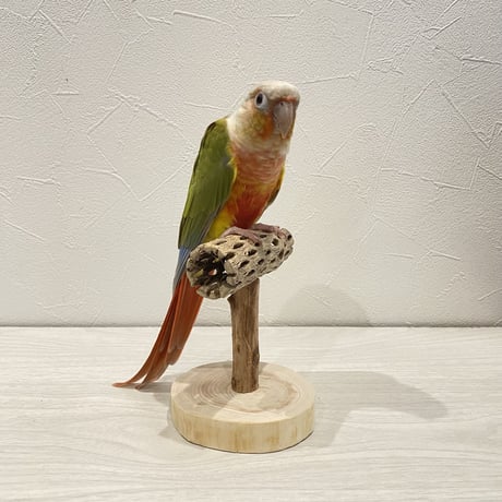 【体重測定用】カクタスのスタンドパーチ⑪  長さ9cm／高さ10cm