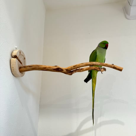 ピノキオの鼻 ②