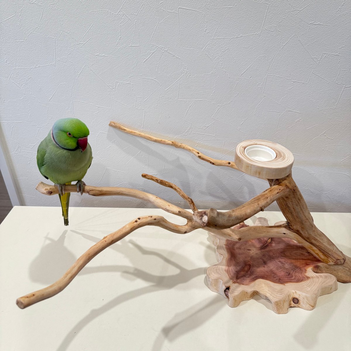 貝塚伊吹木製昆虫止まり木 約65cm 貝塚伊吹おやつ入れ付きスタンドパーチ 【インコ 自然木 止まり木