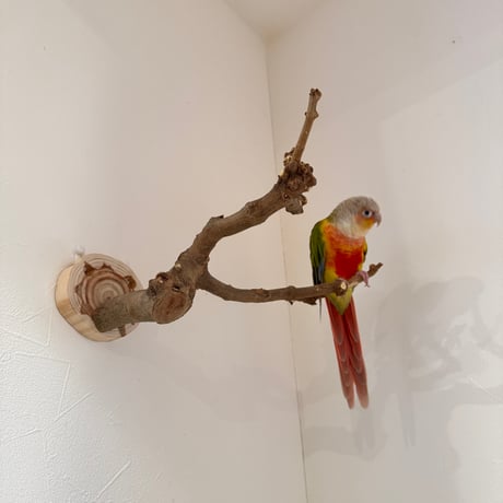 トウカエデのピノキオの鼻【B】