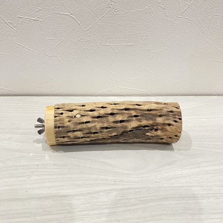 カクタスパーチ【6】中直径約5.5cm/15cm