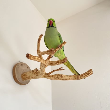 ピノキオの鼻 ④