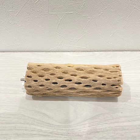 カクタスパーチ【a】中 直径約5.5cm/15cm