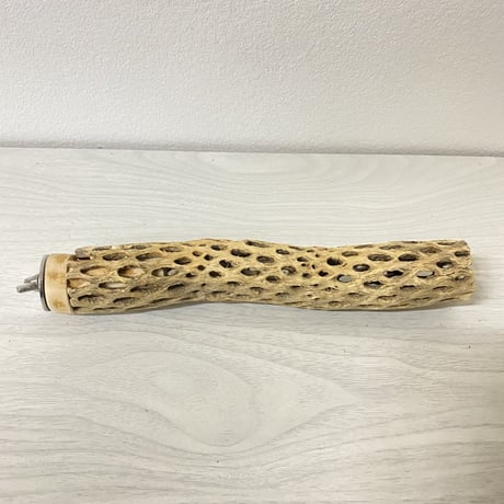 カクタスパーチ④ 極小サイズ 直径（約2-3cm）長さ/20cm