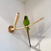 桧のピノキオの鼻③